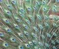 Peacock_preview