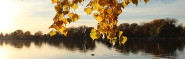 Fall_pic_preview
