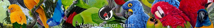 868x117_many_parrots_copy_preview