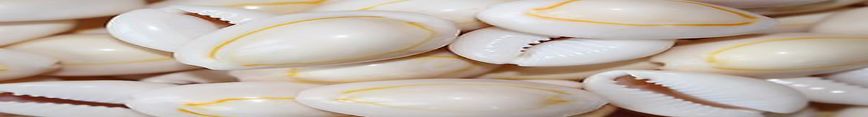 141-cowrie-shells-large-natural-sea-shell_preview