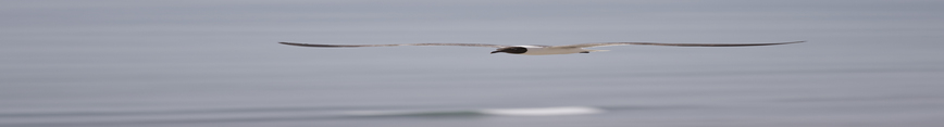 Seagull_flying_on_beach_preview