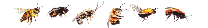Bees_banner_2_preview