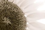 Sunflower_preview
