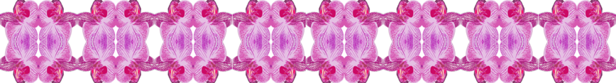 Orchid_long_preview
