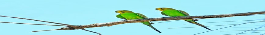 Budgerigars-770x511_preview