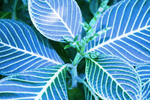Muttart_223_edited-4_preview