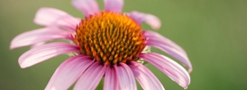 Coneflower_preview