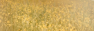 Yellow_flower_field_2_preview